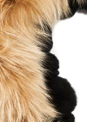 Dámska šatka z prírodnej kožušiny SZADF-0029A-16(Z25), detailný záber na produkt, pohľad na bielom pozadí.